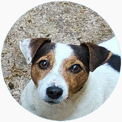 jack russell bianco arancio