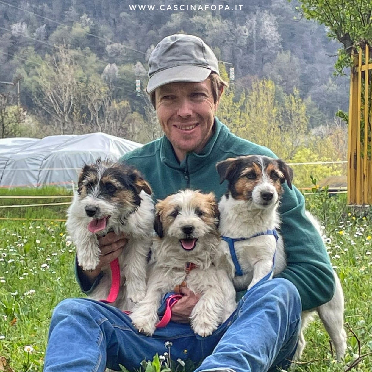 jack russell allevamento