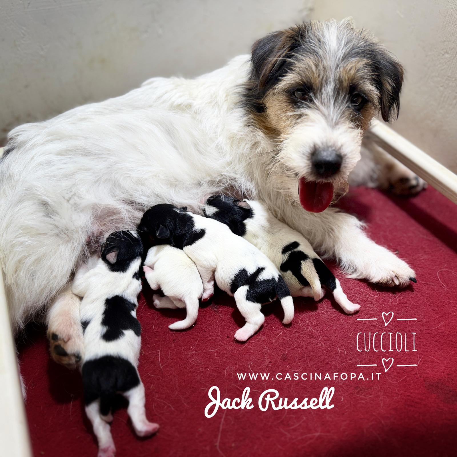 Australian Shepherd