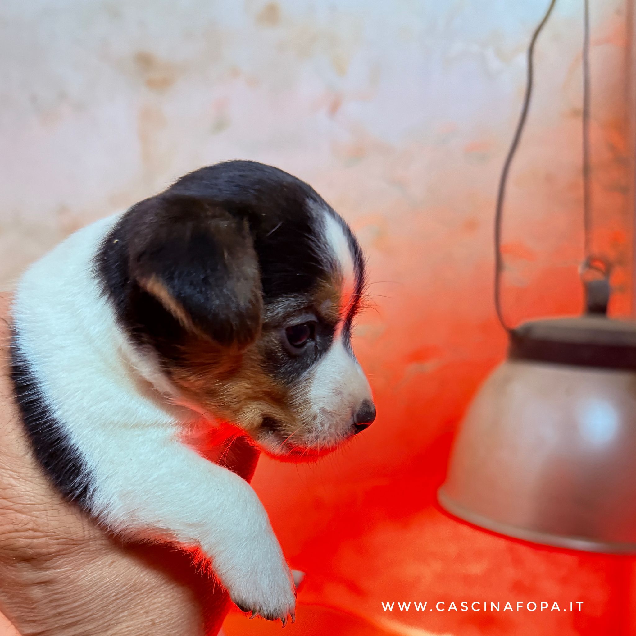 cucciola femmina jackrussell.jpg