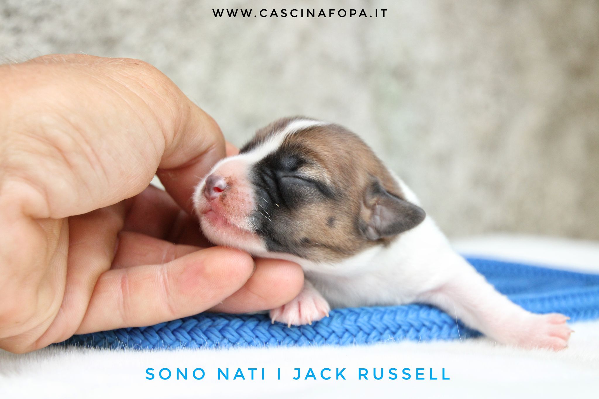 Jack Russell