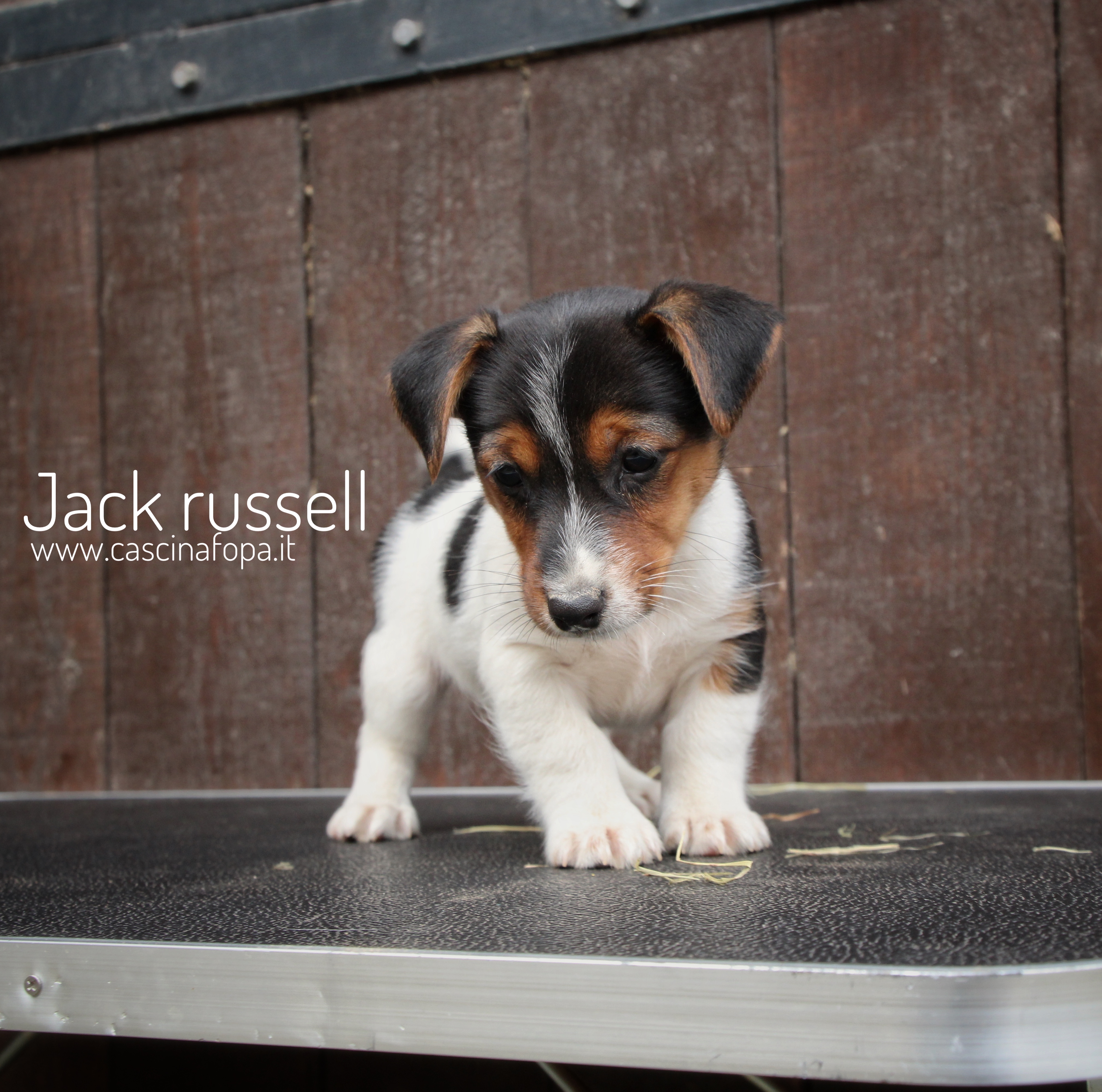 cucciola femmina jackrussell.jpg