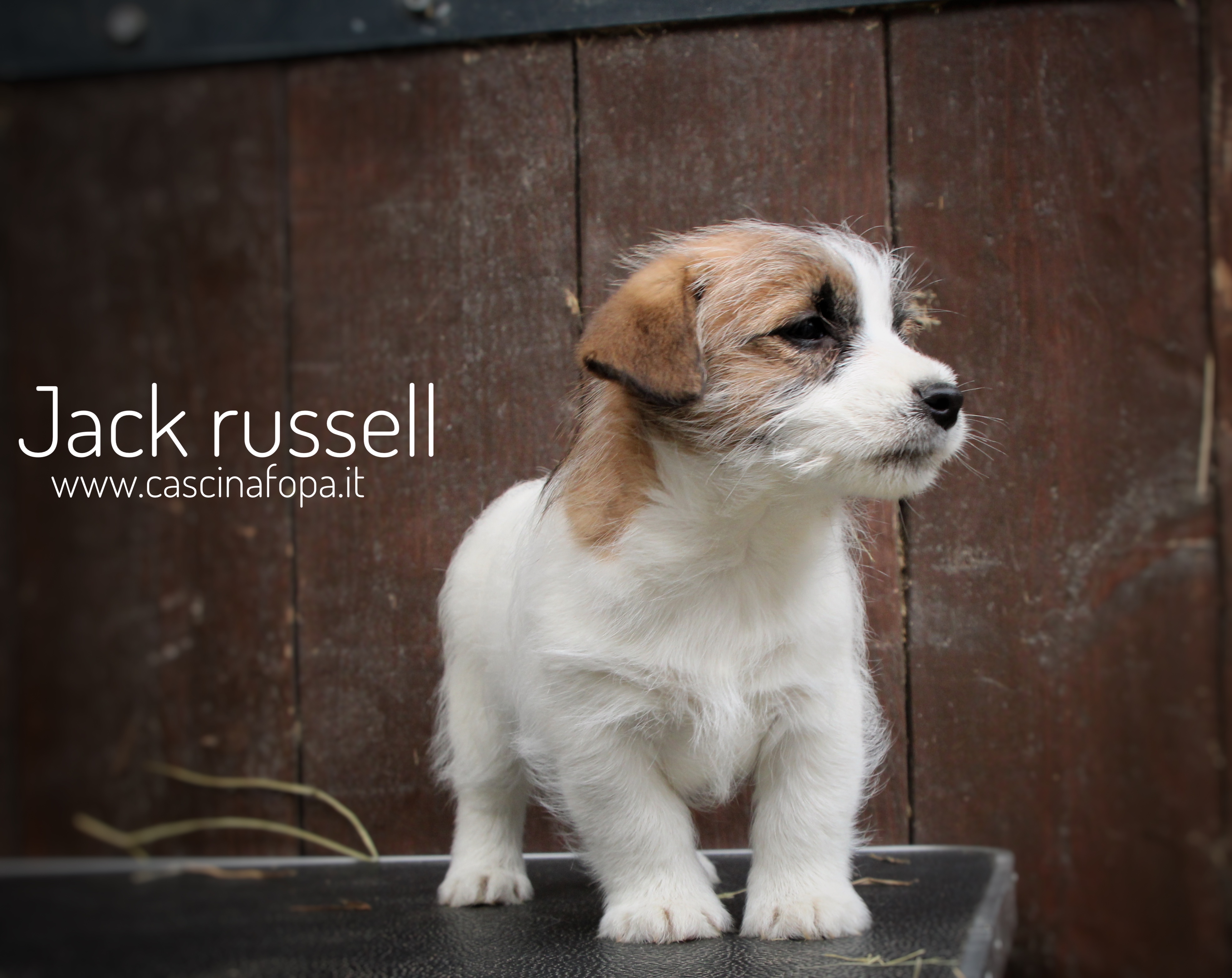cucciola ruvidojackrussell