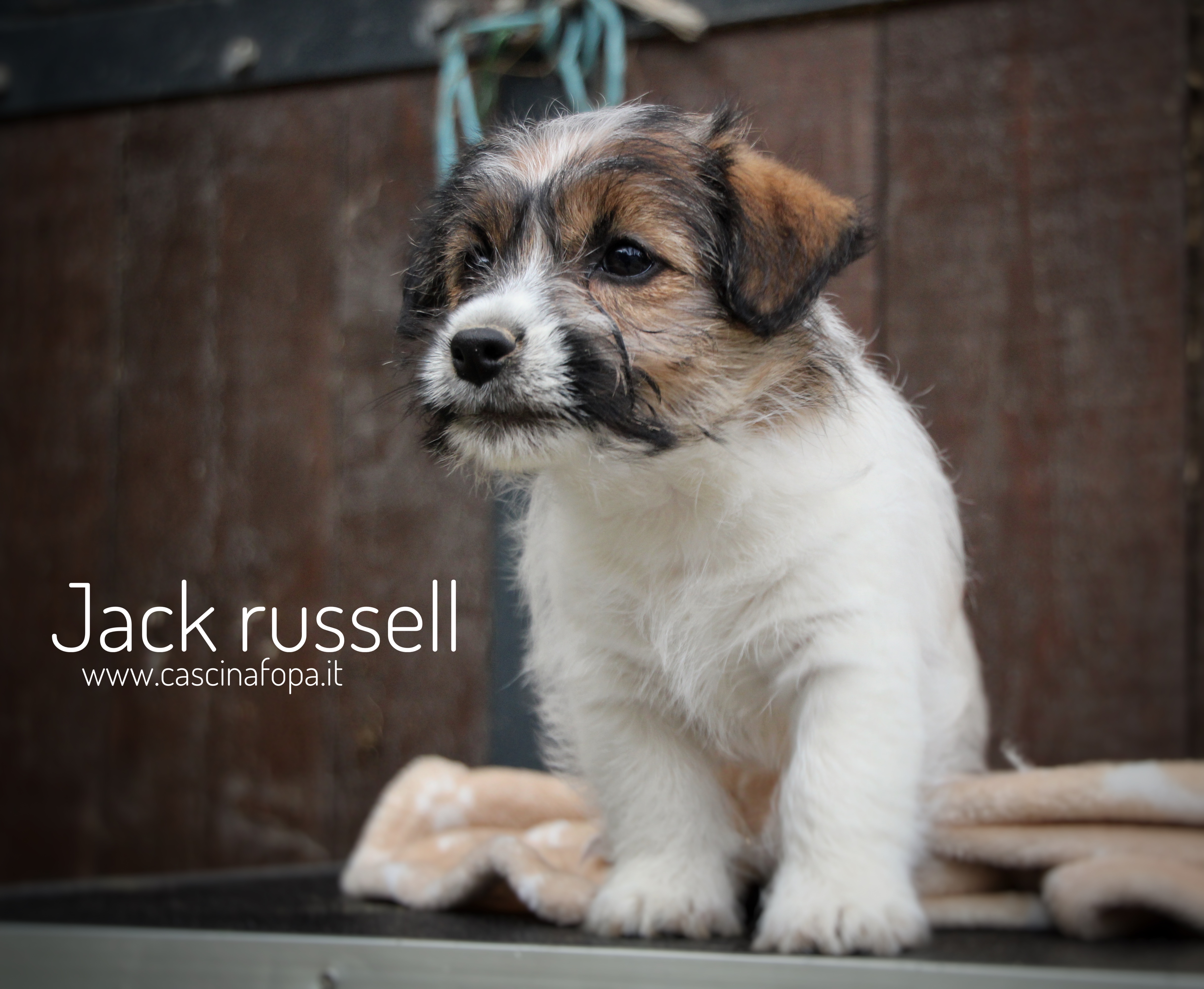 cucciolo jack russell disponibile