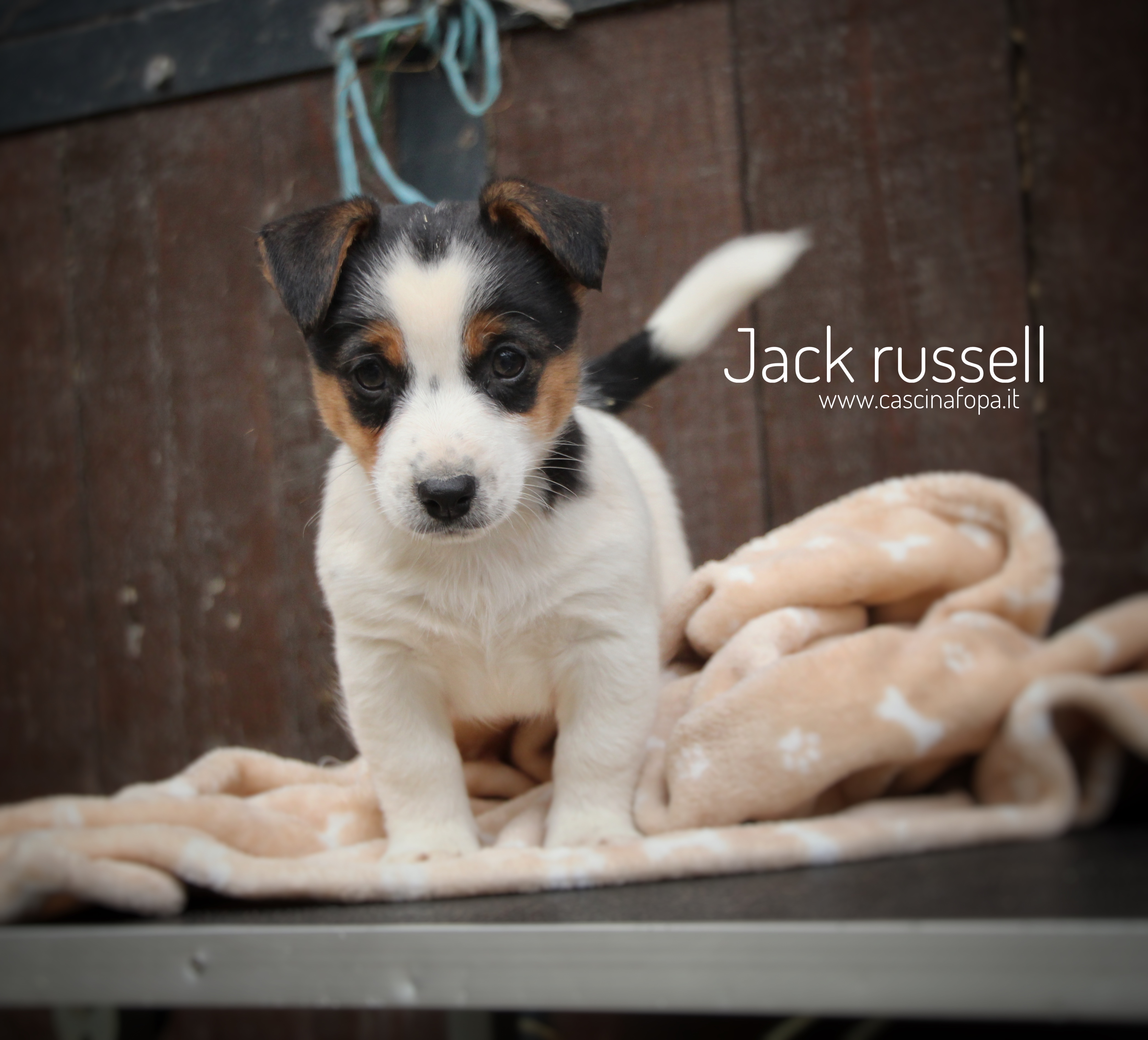 jack russell cucciolo pelo liscio