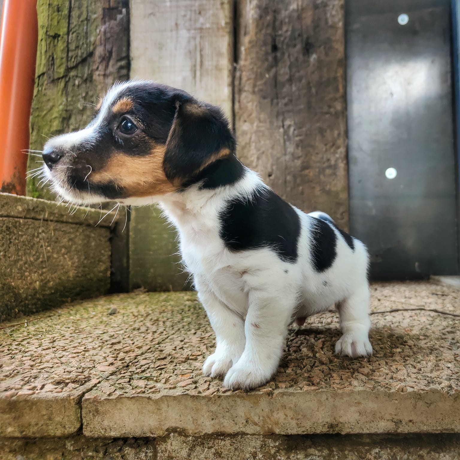 jack russell cucciolo allevamento bergamo