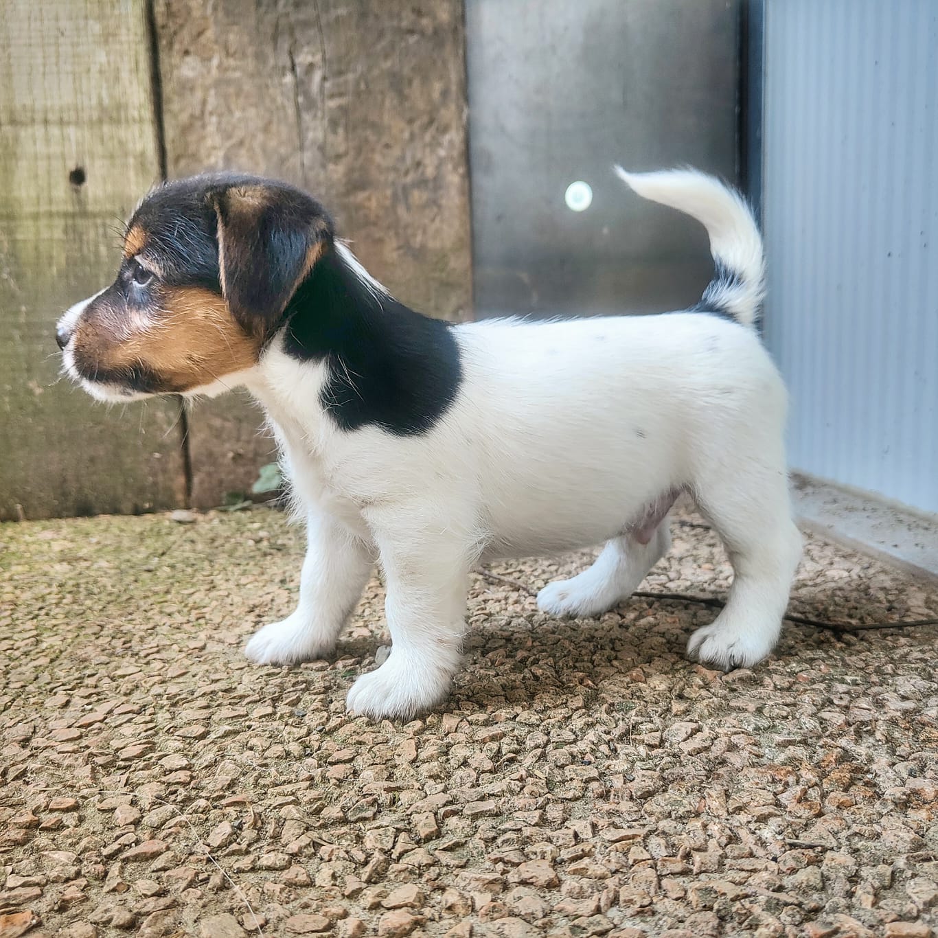 jack cucciolo allevamento vicino milano