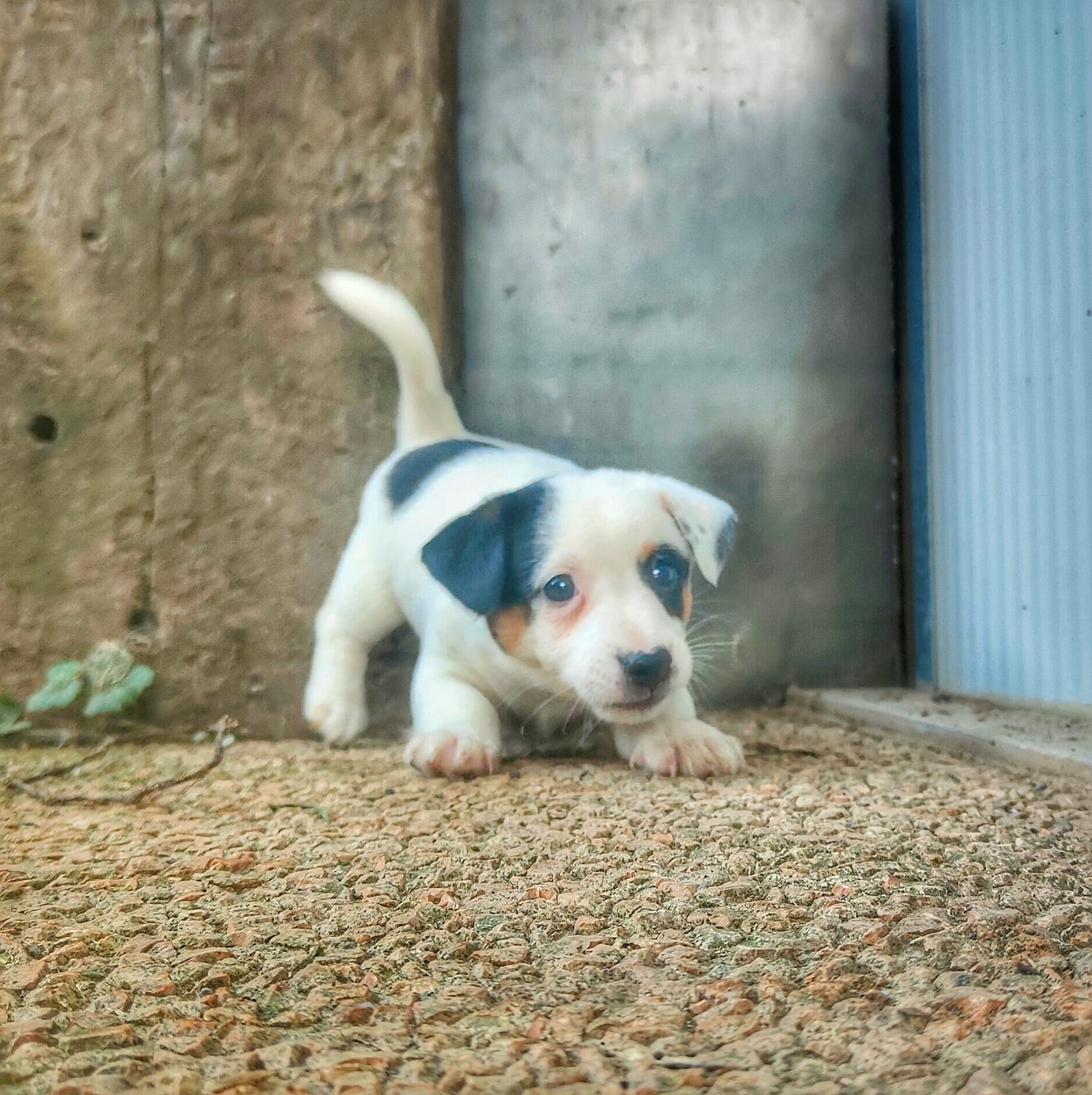 cuccioli jack vicino brescia