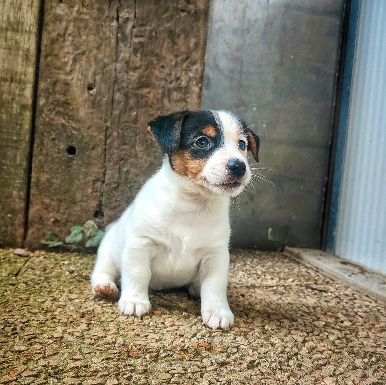 cucciola jackrussell