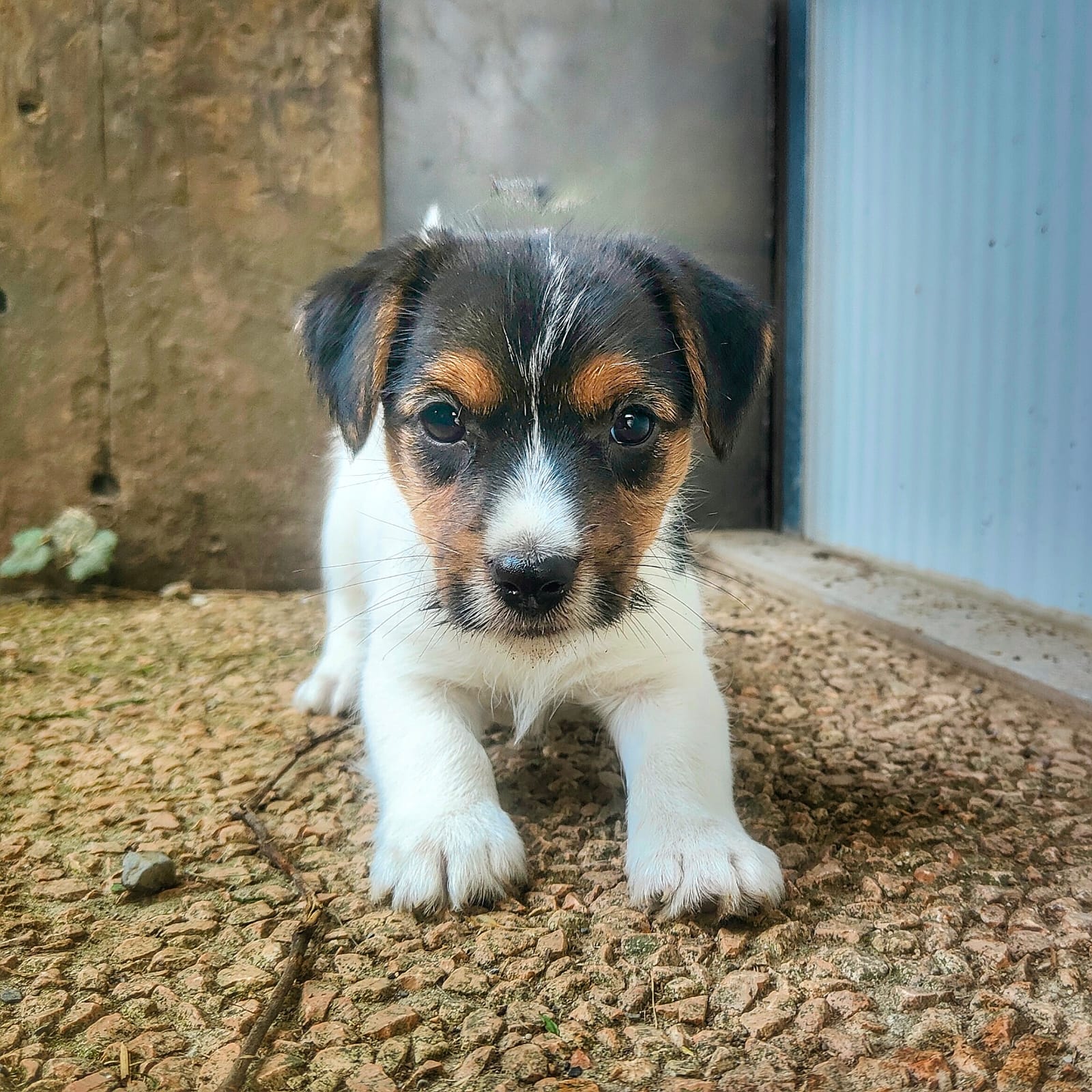 jack russell broken cucciolo