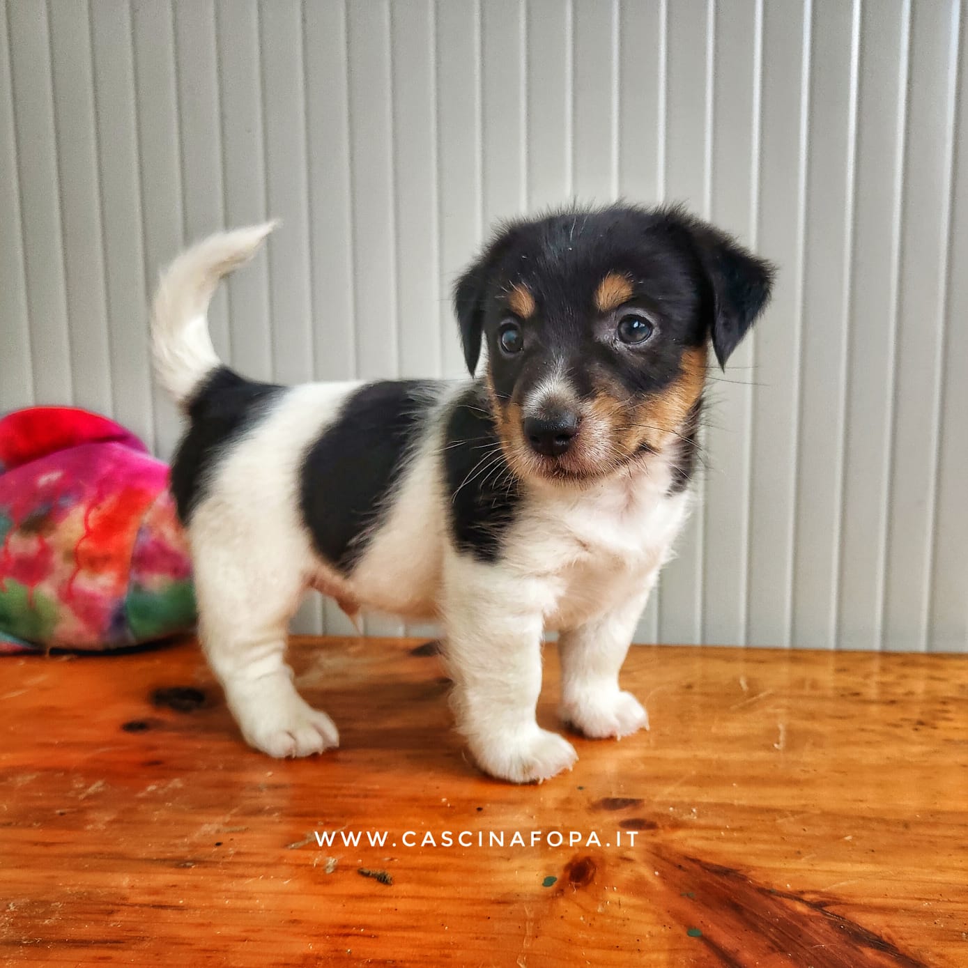 jack russell cucciolo