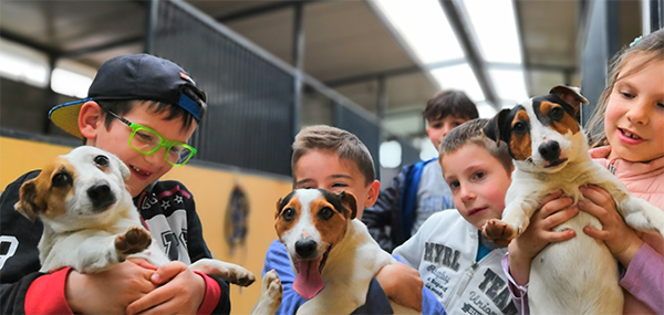 Jack Russell