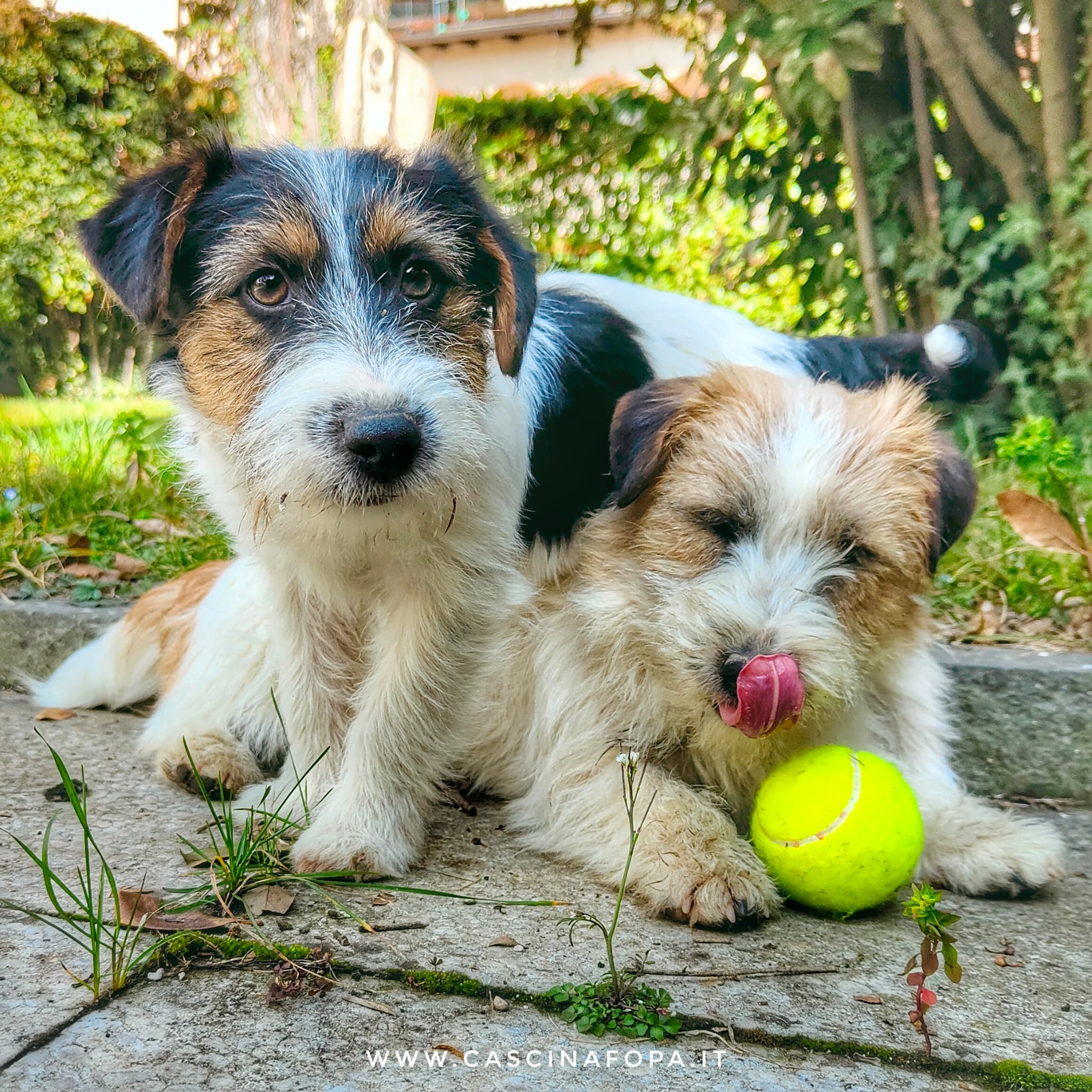 jack russell pallina da tennis