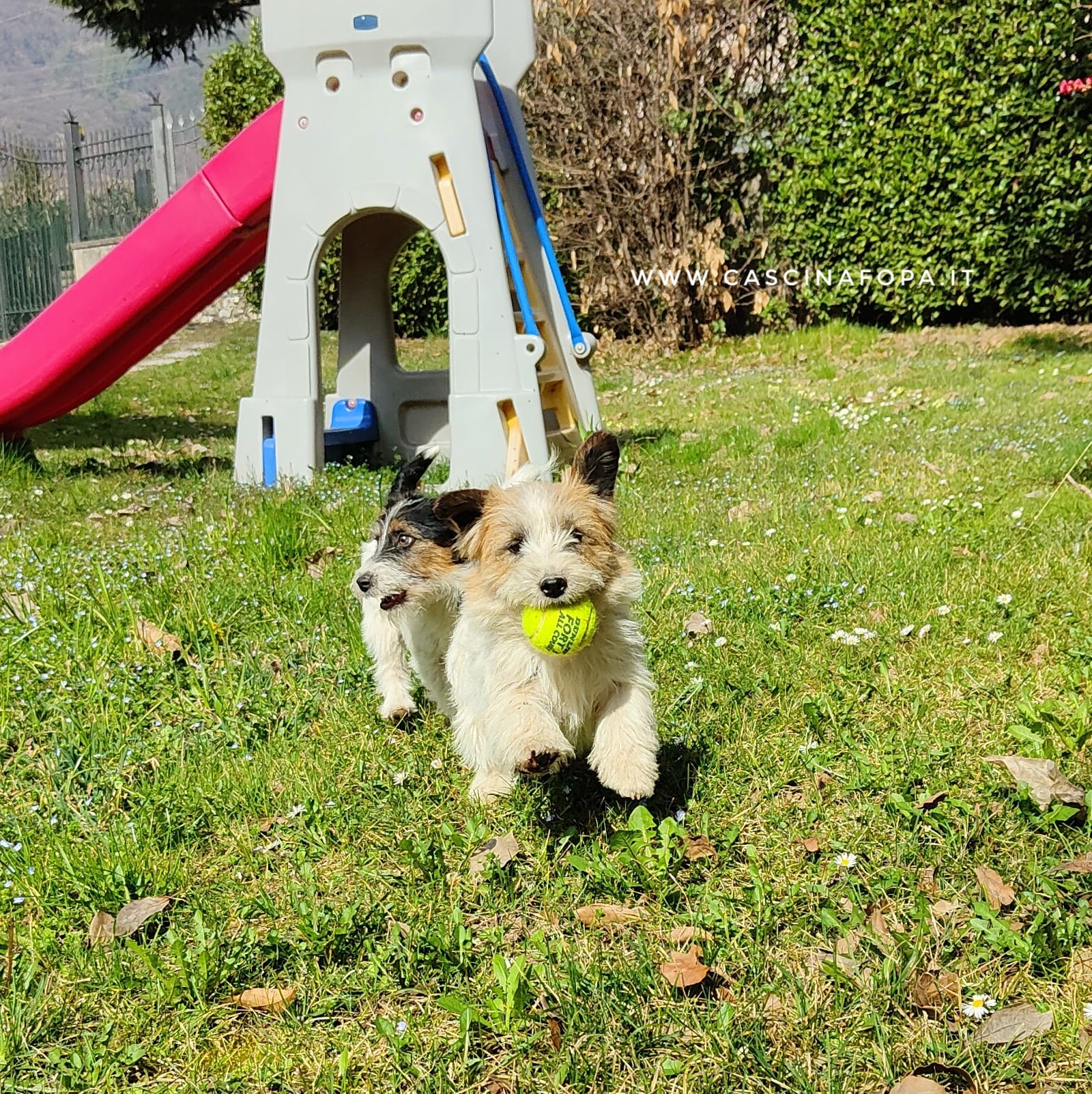 jack russell pallina da tennis