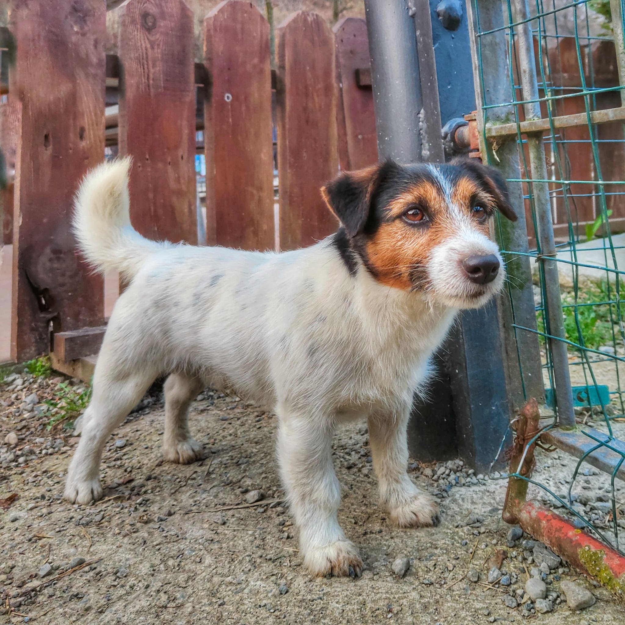 jack russell da maschio per monta e accoppiamento