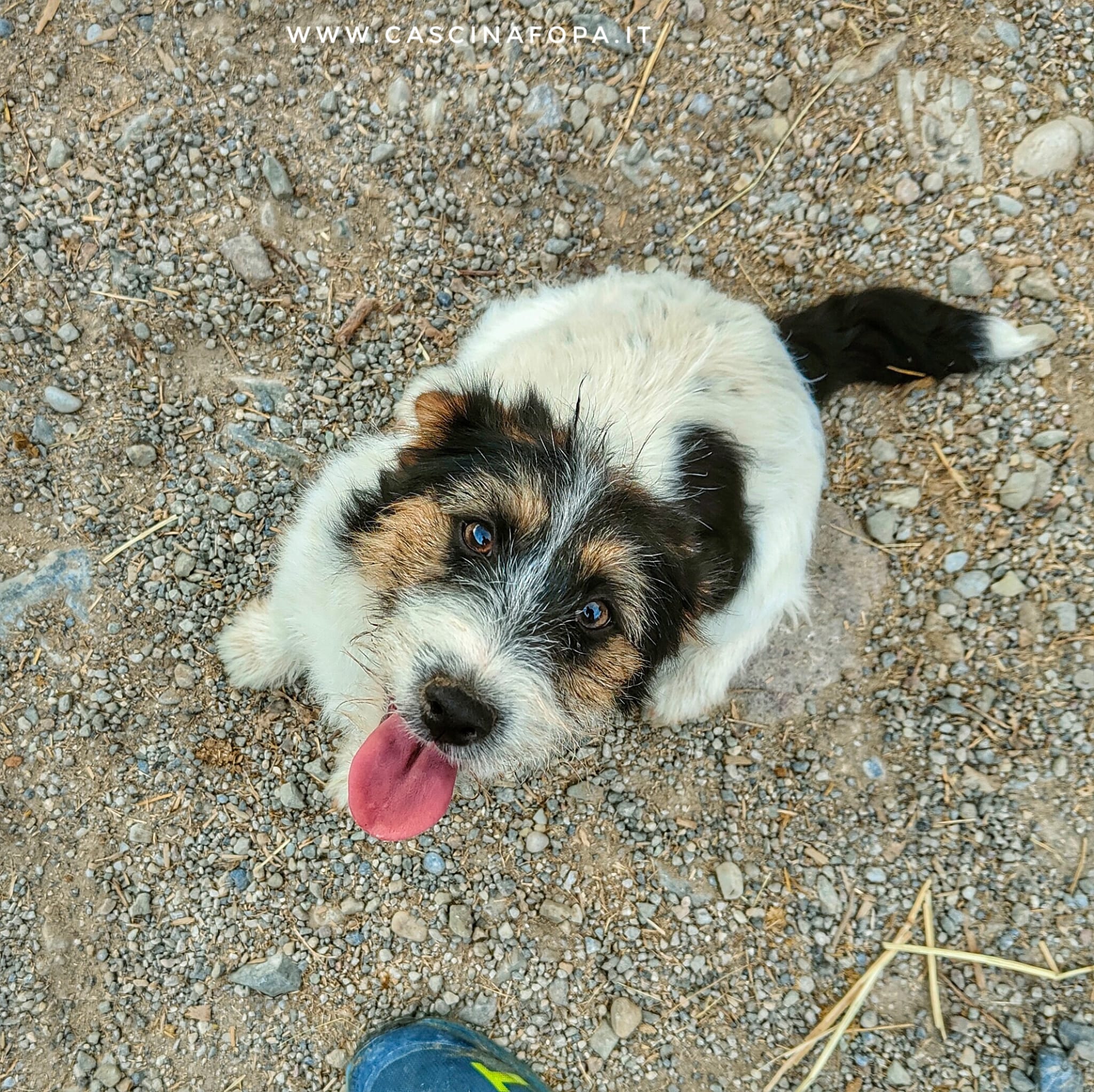 jack russell tricolore