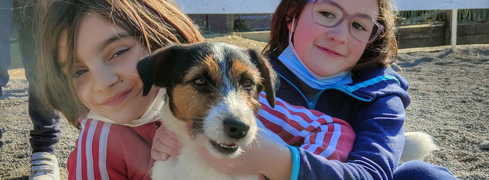 allevamento jack russell