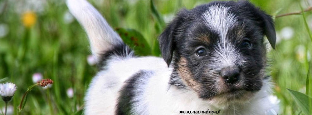 jackrussell