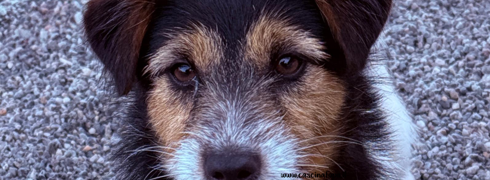 cuccioli jack russell vicino svizzera