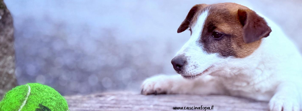 cuccioli jack russell in vendita