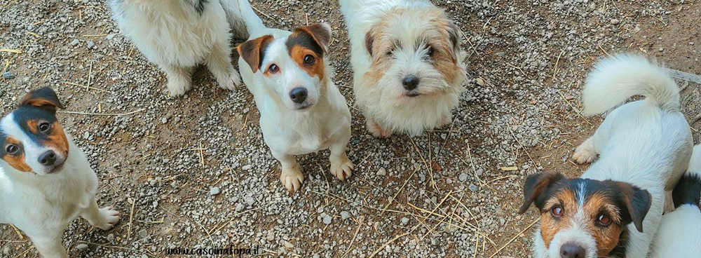 jack russell pelo duro ruvido