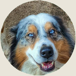 australian shepherd jack russell agriturismo bambini provincia di bergamo