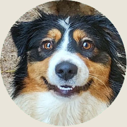 australian shepherd jack russell agriturismo bambini provincia di bergamo