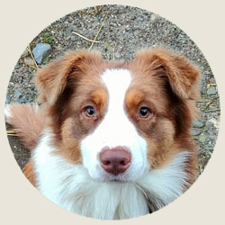 australian shepherd jack russell agriturismo bambini provincia di bergamo