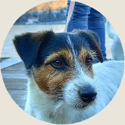australian shepherd jack russell agriturismo bambini provincia di bergamo