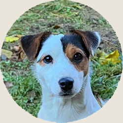 australian shepherd jack russell agriturismo bambini provincia di bergamo