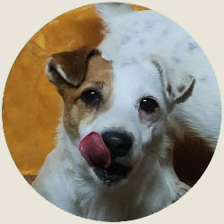 australian shepherd jack russell agriturismo bambini provincia di bergamo