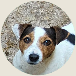 australian shepherd jack russell agriturismo bambini provincia di bergamo