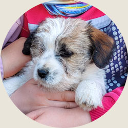 australian shepherd jack russell agriturismo bambini provincia di bergamo