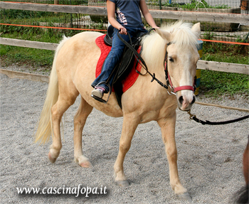 pony