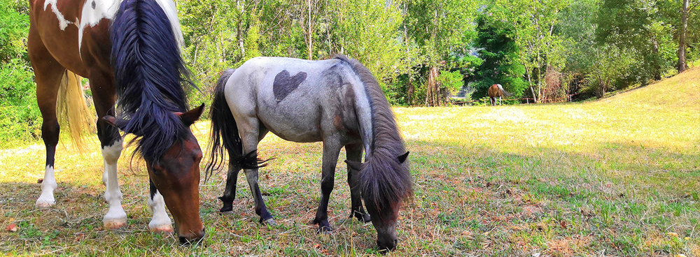 bambini cavalcano pony