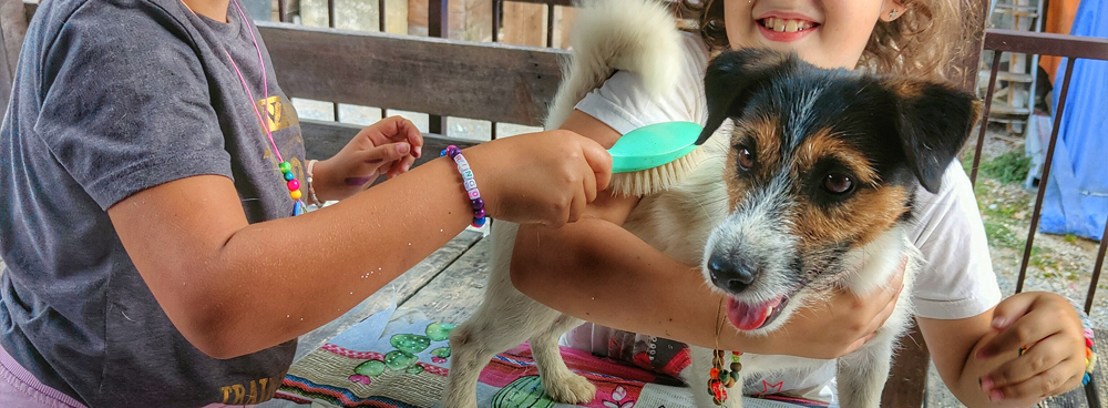 allevamento jack russell