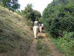 vendita haflinger