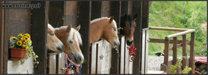 cavalli e pony del maneggio