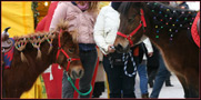 bellissimi pony per ragazzini