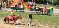 cavallini e pony a domicilio