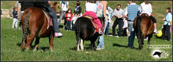piccoli pony per babini