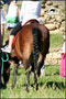 pony shetland