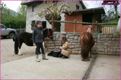 pony shetland