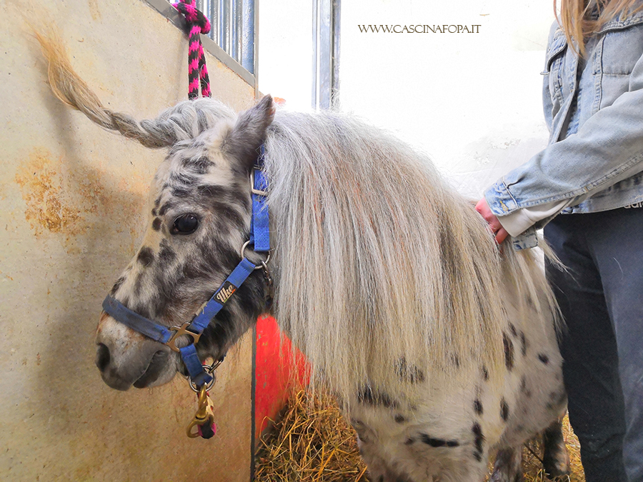 pony stallone